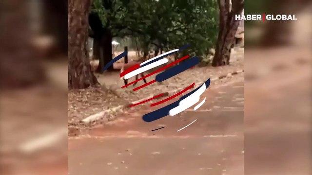 Sosyal medyayı kullanıcılarını şaşkına çevirdi! Sakin bir şekilde karşıdan karşıya geçerken görüntülendi