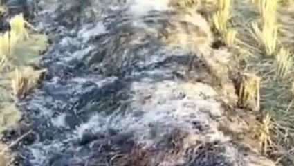 জলপাইগুড়ি: বিস্ফোরণ? কারো হাত কারো চোখ;ভষ্মীভূত হয়ে গেল সবকিছু!হাড়হিম দৃশ্য