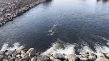 Ceyhan Nehri'nde görülen balık ölümleriyle ilgili inceleme başlatıldı