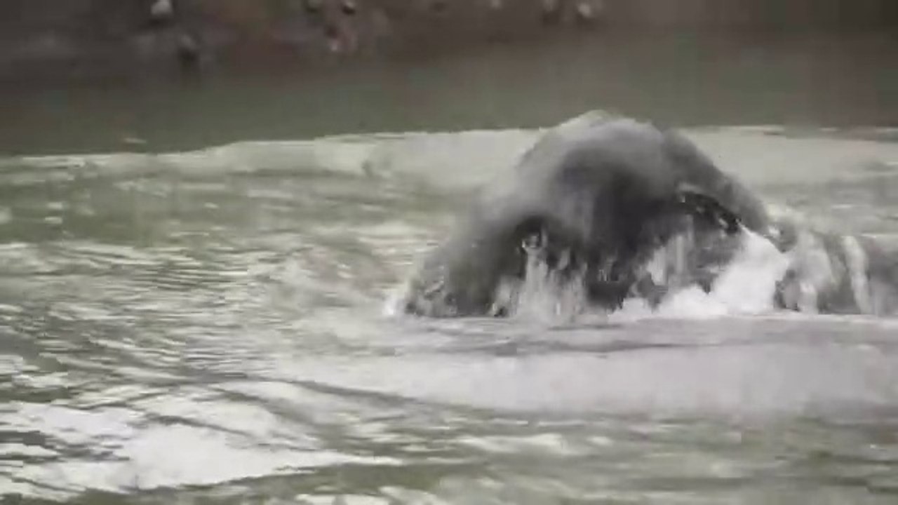 First swim in the elephant pool