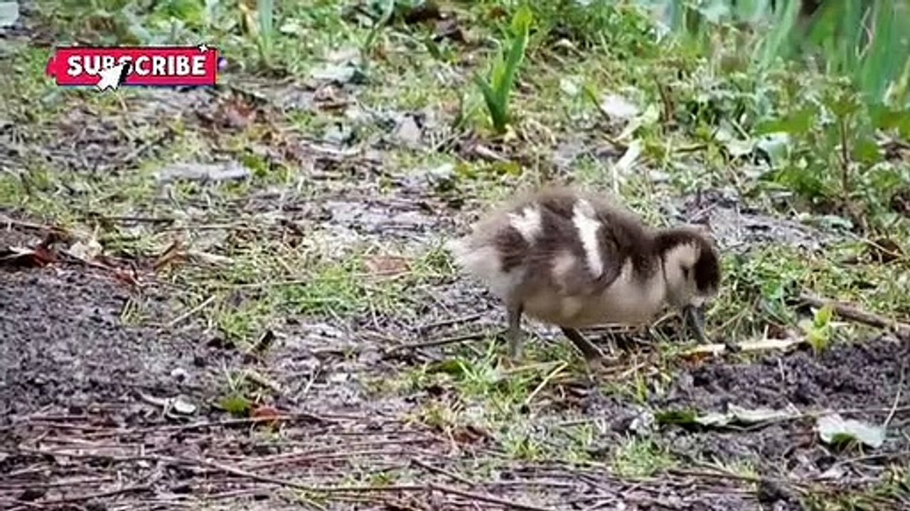 Cute baby animal videos compilation #animals #viral #forkids #babys