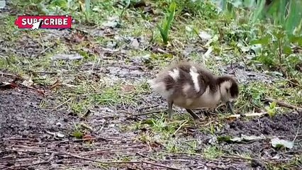 Cute baby animal videos compilation #animals #viral #forkids #babys