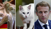 Zapping du 06/12 : L'incroyable pronostic parfait d'Emmanuel Macron sur le match des Bleus