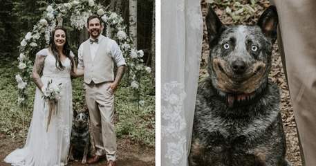 Une chienne photobombe la photo de mariage de ses maîtres avec un sourire XXL
