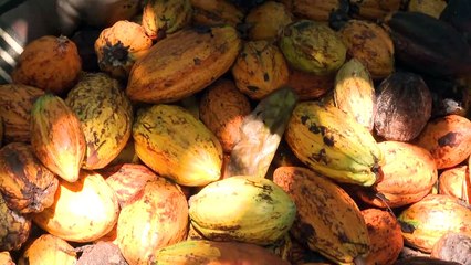 La UE prohíbe la importación de bienes procedentes de la deforestación