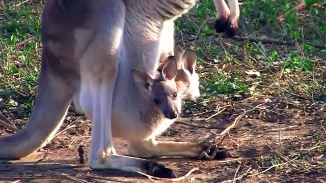 this is the process of sea animals and land animals when they give birth to their children