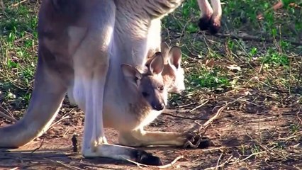 this is the process of sea animals and land animals when they give birth to their children