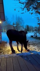 Moose Munch on Frozen Pumpkin Snacks