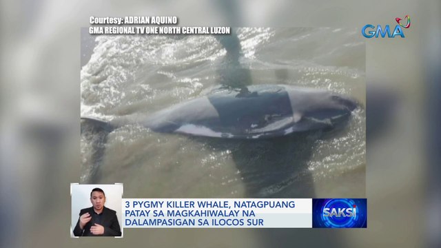 2,500 seals na endangered species, natagpuang patay sa dalampasigan ng Caspian Sea | Saksi
