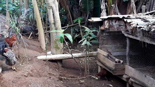 GALINHA VS GALINHA DIVERSÃO GARANTIDA