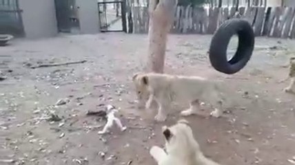 Brave small puppies VS 3 lions