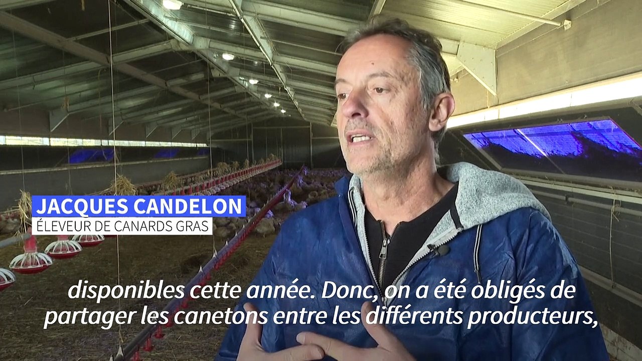 Grippe aviaire: dans le Gers, des foies gras de canes... faute de canards