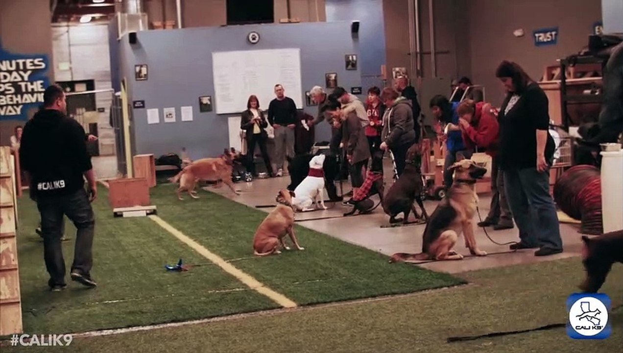 Modern Dog Training - Advanced Leadership System Cali K9® Dog Trainers