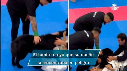Perrito interrumpe torneo de jiu-jitsu para “salvar” a su dueño