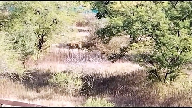 MHTR : बाघ की साइटिंग हुई, फिलहाल जवाहर सागर रेंज में ही चहलकदमी