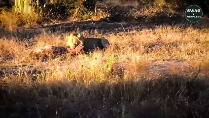Honey Badger Got In Big Trouble When Messing With Hyenas - Wild Animal Life