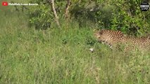 Hyenas vs Leopards The Never Ending Battle For Prey   Wild Animal Life
