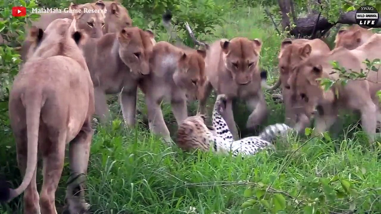 Leopard Injured By Other Predators And What Will Happen Next Wild ...