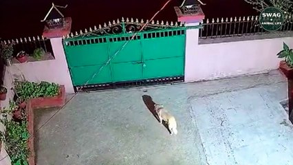 Leopards Kidnap Domestic Dogs Up Into Trees
