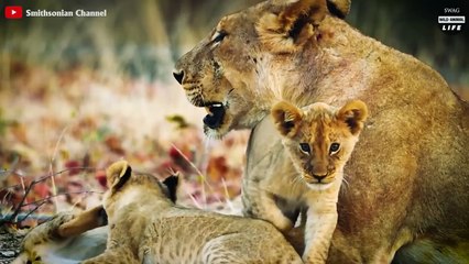 Lion Injured After Protecting The Cub And What Happened Next