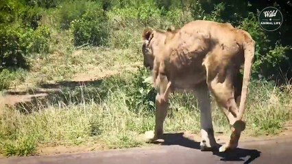 Lion Knocked Down By Crazy Buffalo -  Wild Animal Life