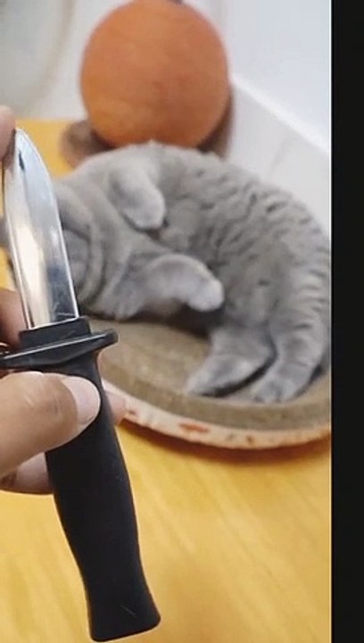What a cat Funny Acting