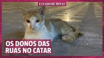 Por que tem tantos gatos no Catar?