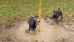 Pepper and Rambo the Heelers Play Tetherball