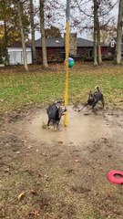 Pepper and Rambo the Heelers Play Tetherball