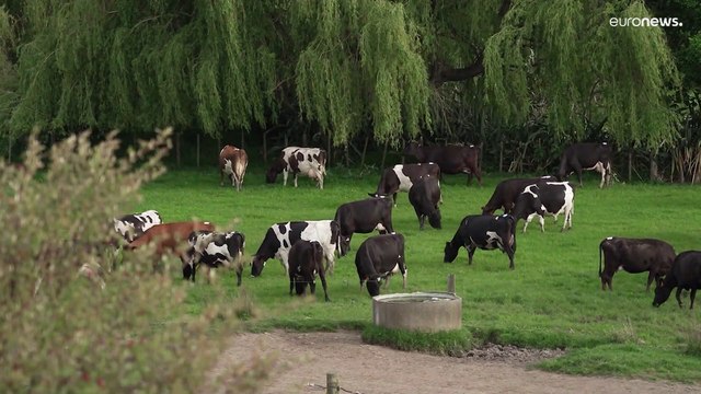 Farmers in New Zealand seethe over proposed 'fart tax'