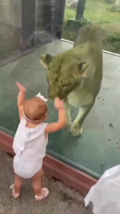 Best Funny Animal