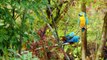 Amazon Wildlife In 4K - Animals That Call The Jungle Home - Amazon Rainforest - Relaxation Film