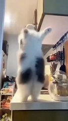 Cat dancing numa numa dance