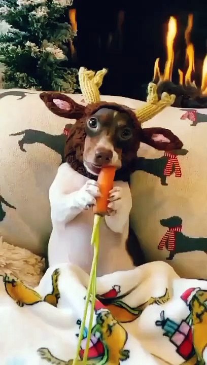 funny animals videos