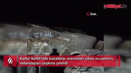 Kartal Sahili’nde ortaya çıkan su samuru kamerada