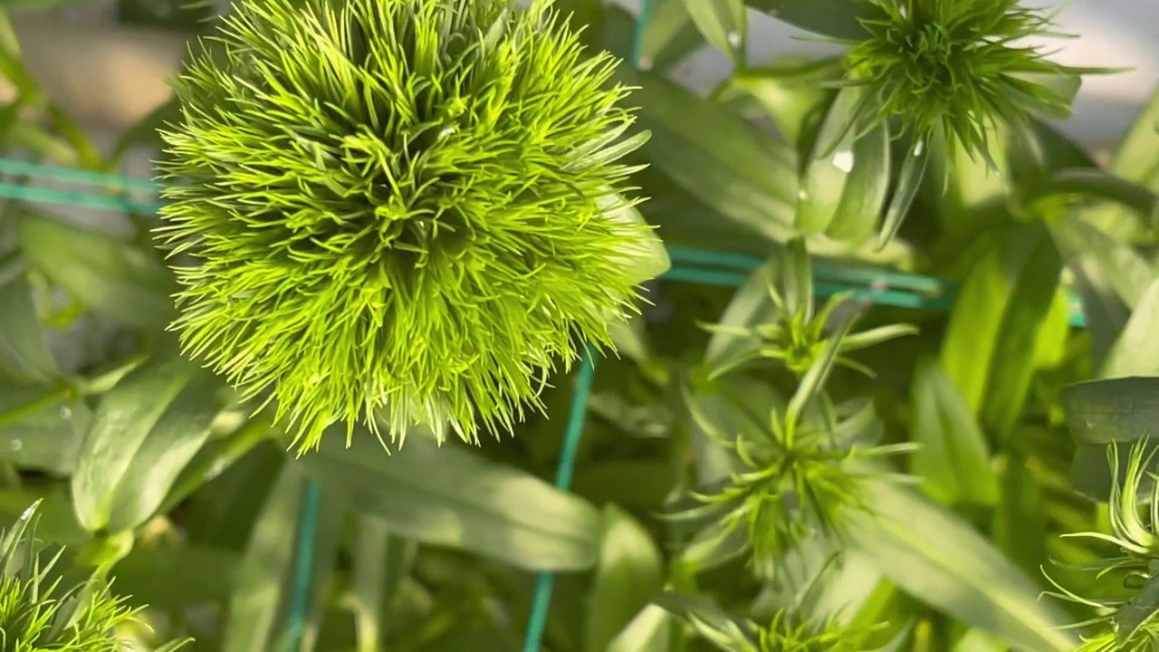 Dianthus