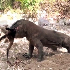 Comodo dragon attack