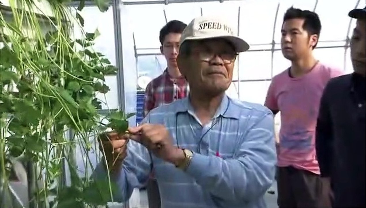 明日へ支えあおう「真っ赤に輝け！夏イチゴ～it×熟練農家 宮城県山元町」 20150712 100454