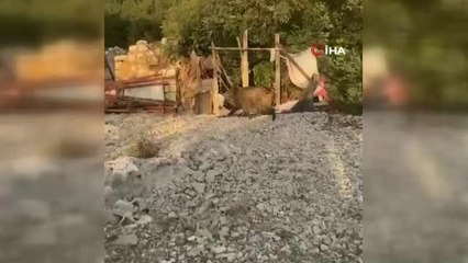 Bahçelere zarar veren domuzlar artık tavukları götürmeye başladı