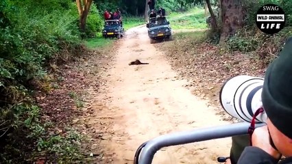 So Scary ! The Marten's Evil Claws Brutally Tear The Monkey Apart   Wild Animal Life