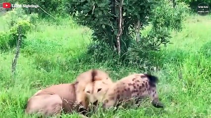 The Chaotic Battle Between The Hyena Clan And Lion Pride   Wild Animal Life
