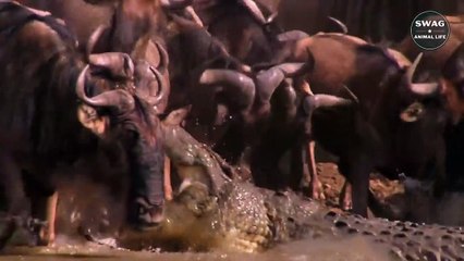 The Most Cruel Of Crocodiles Eat Other Crocodiles   Wild Ainmal Life
