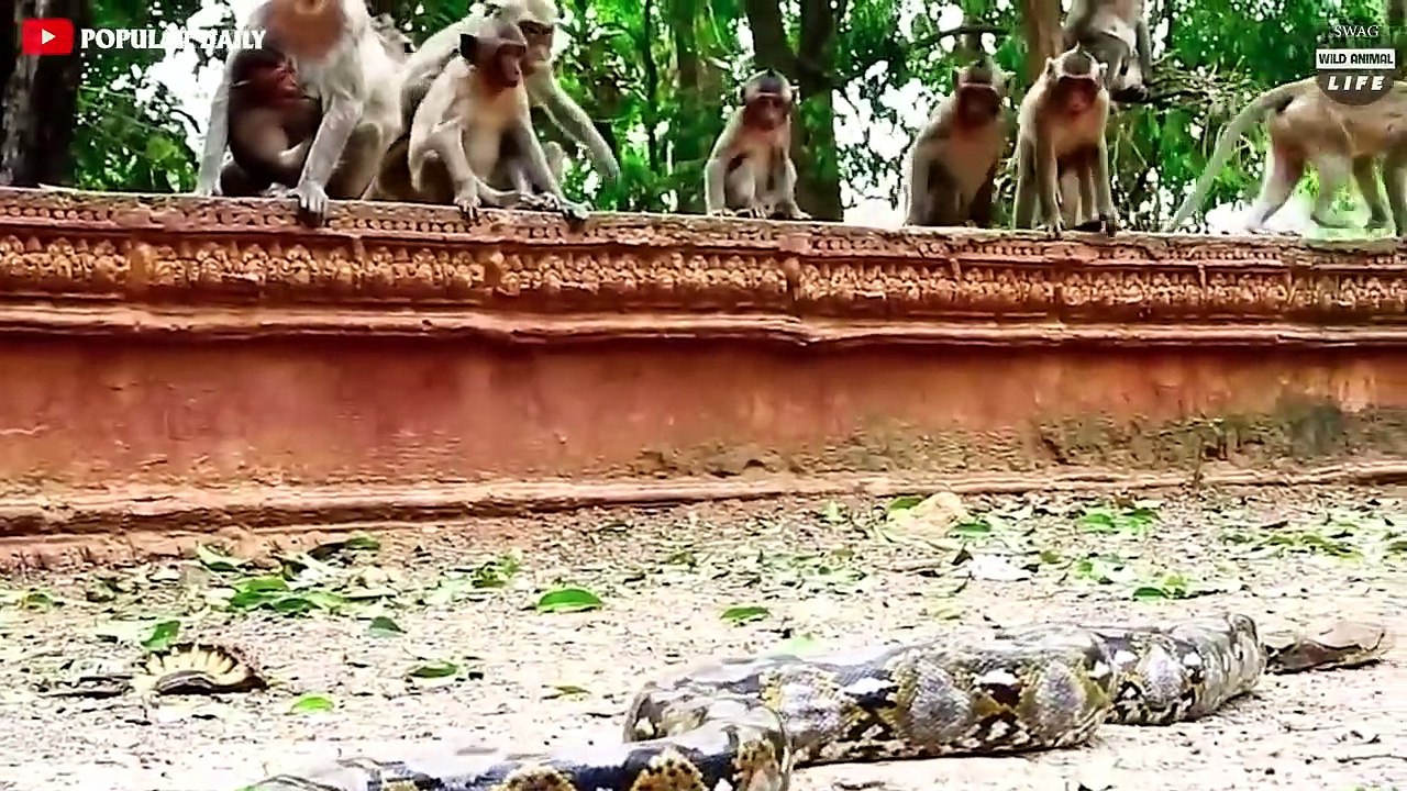 The Tragic Ending When The Stupid Python Chooses The Wrong Prey