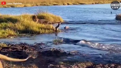 What Happens When An Injured Hippo Is Seen By A Predator