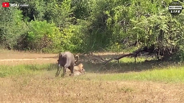 When Angry Animal Mothers Attack Predators To Protect Their Babies Wild Animal Life