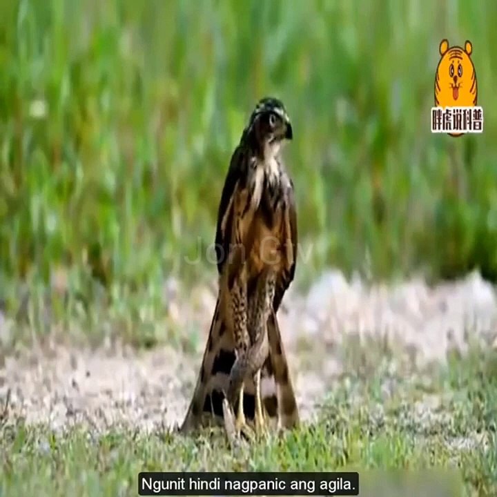 EAGLE VS SNAKE FIGHT_HD