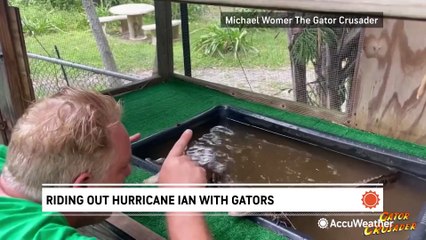 Riding out Hurricane Ian with gators