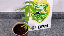 Após filho dedicar bastante tempo a uma planta, mulher desconfia e entrega pé de maconha para a PM