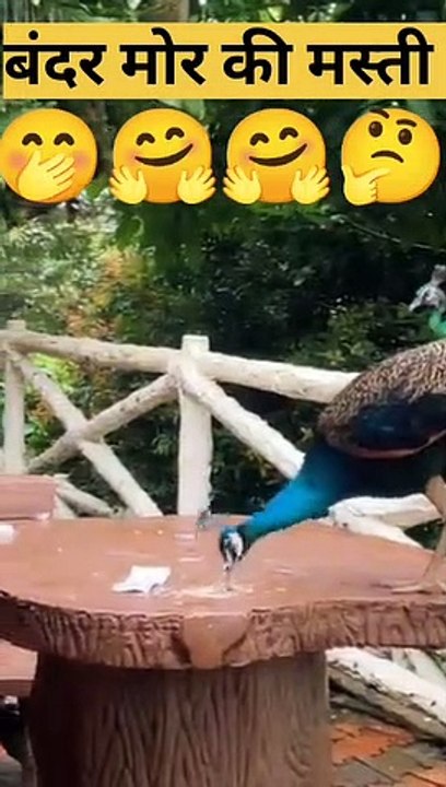 Monkey vs Peacock 