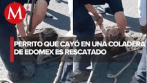 Elementos de la policía rescatan a perrito que cayó en una coladera; Edomex
